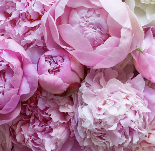Gorgeous Peonies