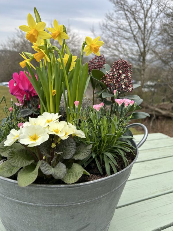 Spring Planted Arrangement