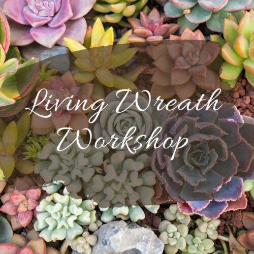 Living Wreath Workshop